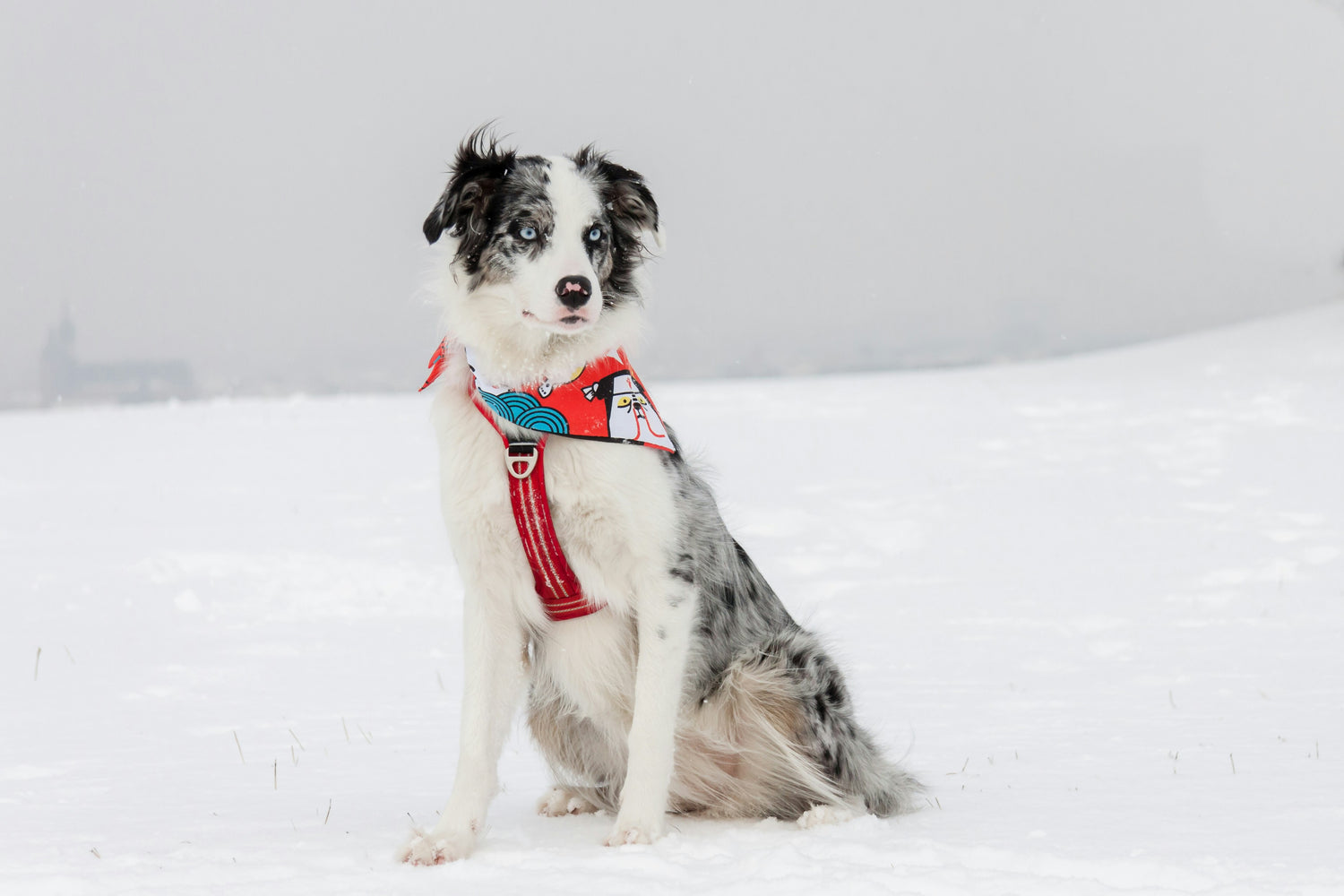 Dog Harness