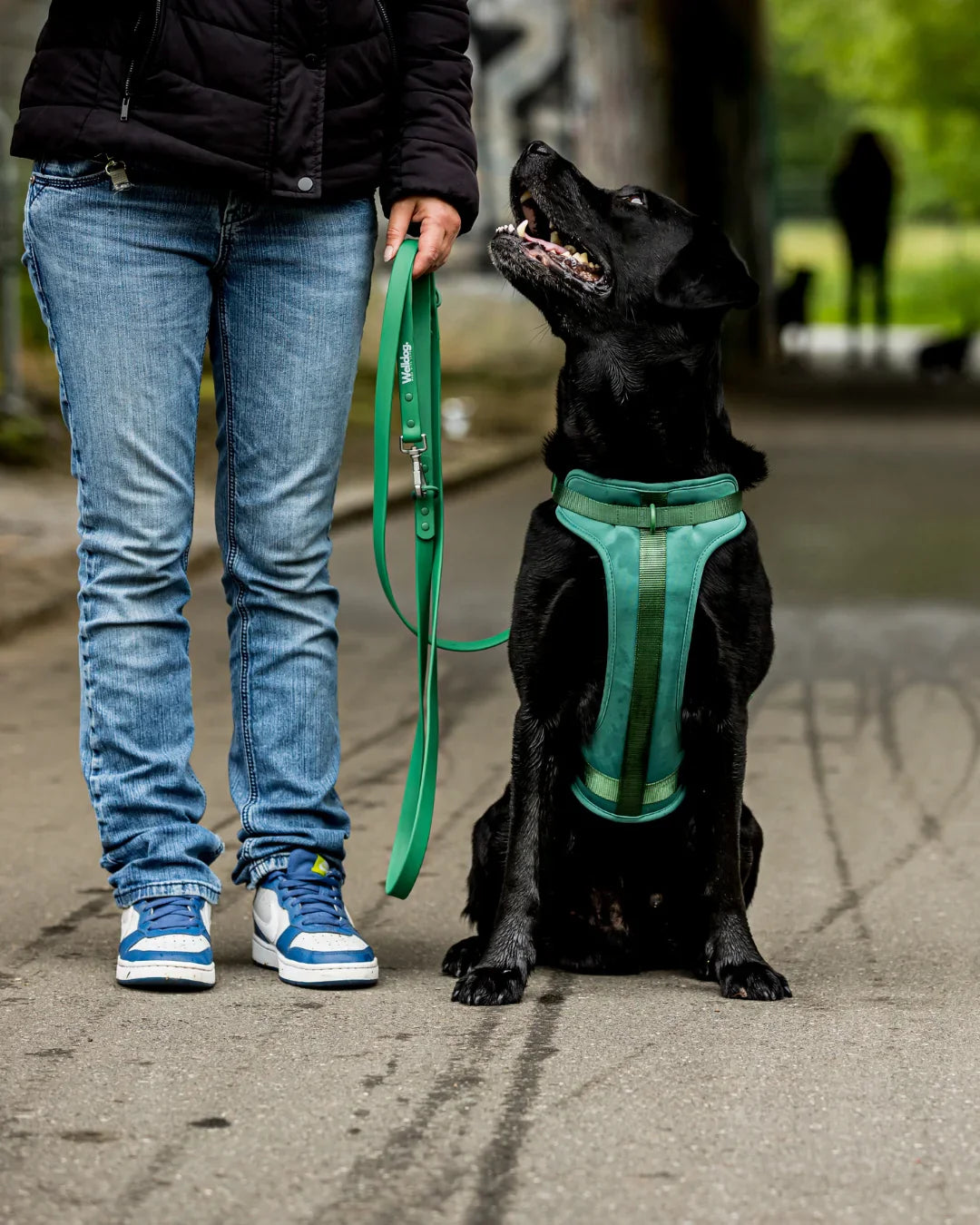 PawVentures Walk Kit 2.0