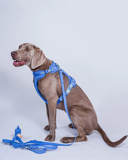 PawVentures Walk Kit 2.0